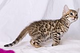 Raymond Whinecat