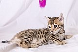 Raymond Whinecat