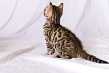 Raymond Whinecat