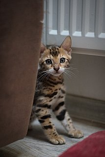 Litter A3 Whinecat