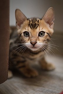 Litter A3 Whinecat