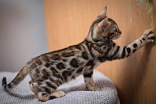 Litter A3 Whinecat