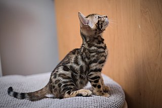 Litter A3 Whinecat