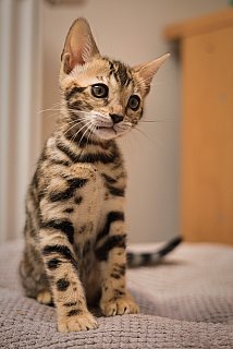 Litter A3 Whinecat