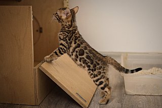 Litter A3 Whinecat
