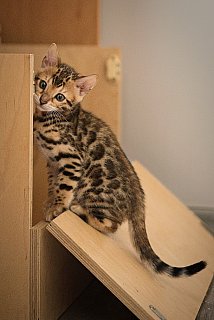 Litter A3 Whinecat
