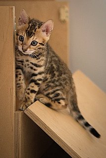 Litter A3 Whinecat