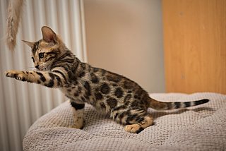 Litter A3 Whinecat
