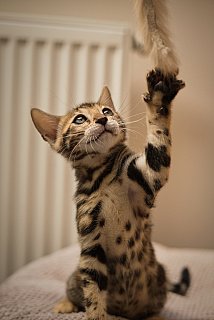 Litter A3 Whinecat