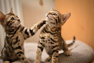 Litter A3 Whinecat