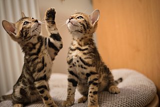 Litter A3 Whinecat