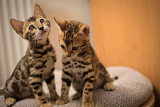 Litter A3 Whinecat