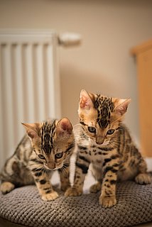 Litter A3 Whinecat