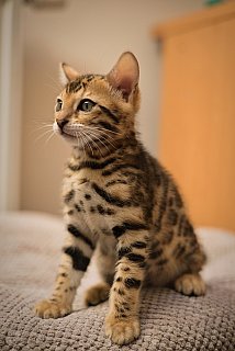 Litter A3 Whinecat