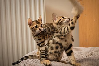 Litter A3 Whinecat