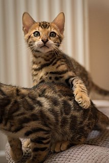 Litter A3 Whinecat