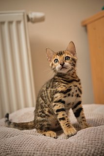 Litter A3 Whinecat
