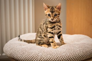 Litter A3 Whinecat