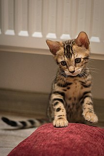 Litter A3 Whinecat