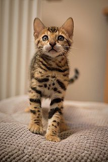 Litter A3 Whinecat