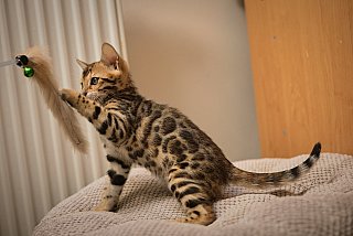 Litter A3 Whinecat