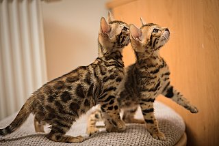 Litter A3 Whinecat