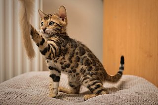 Litter A3 Whinecat