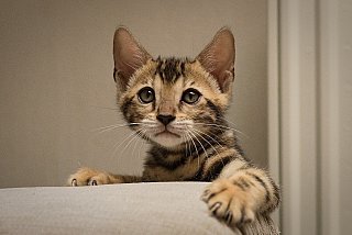 Litter A3 Whinecat