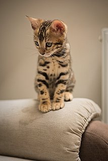 Litter A3 Whinecat