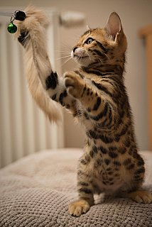 Litter A3 Whinecat