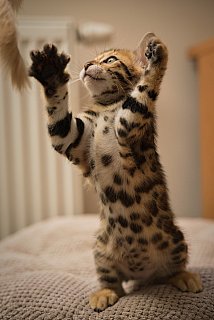 Litter A3 Whinecat