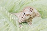 S2_B_Whinecat
