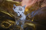 S2_B_Whinecat