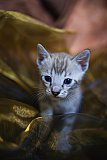 S2_B_Whinecat