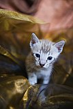 S2_B_Whinecat