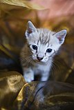S2_B_Whinecat