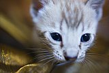 S2_B_Whinecat