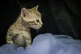 S2_B_Whinecat
