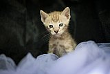 S2_B_Whinecat