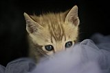S2_B_Whinecat