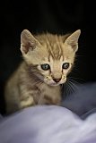 S2_B_Whinecat