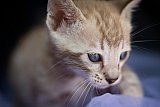 S2_B_Whinecat