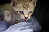 S2_B_Whinecat