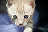 S2_B_Whinecat