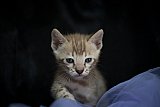 S2_B_Whinecat