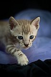 S2_B_Whinecat