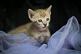 S2_B_Whinecat