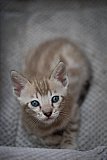 S2_B_Whinecat