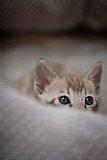 S2_B_Whinecat