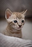 S2_B_Whinecat